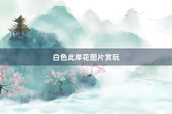 白色此岸花图片赏玩